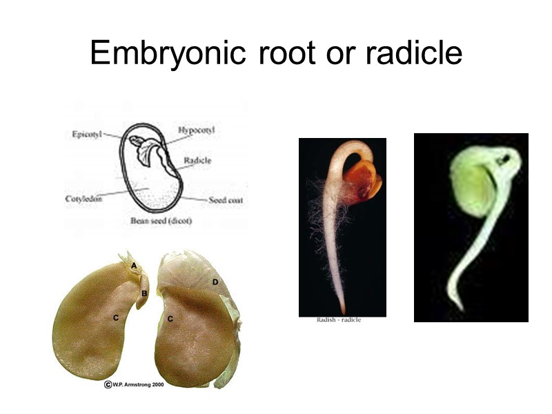 Embryonic root or radicle